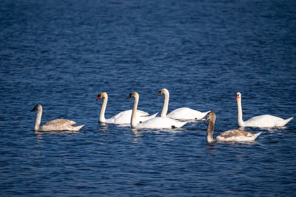 Прекрасний Вид Витончені Лебеді Плавають Озері — стокове фото