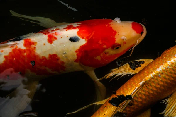 Banyak Ikan Koi Berwarna Warni Berenang Sungai — Stok Foto