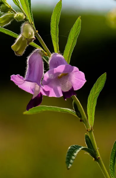 Vertical Closeup Shot Spear Leaved Skullcap — Stock Photo, Image