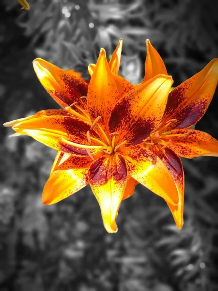 Gros Plan Une Fleur Lis Orange Dans Jardin — Photo