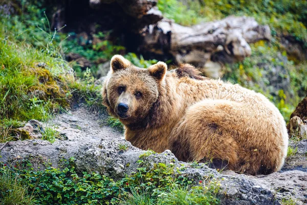 Una Vista Hermoso Oso Pardo Bosque Día Soleado —  Fotos de Stock