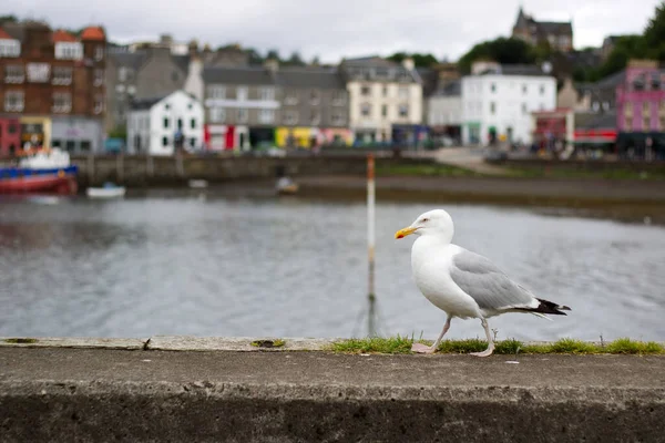 스코틀랜드의 해안에 자리잡고 갈매기 — 스톡 사진