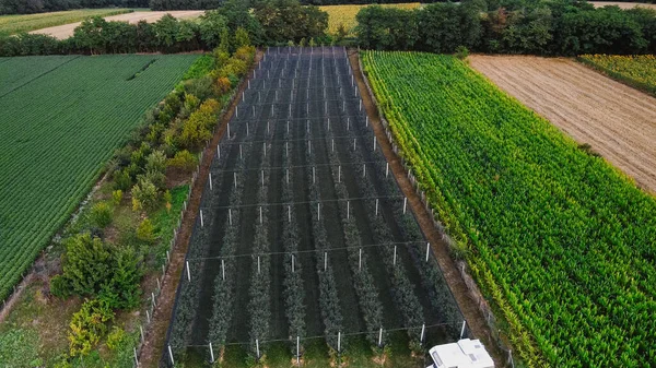 Luftaufnahme Einer Blaubeerfarm Während Des Sonnenuntergangs — Stockfoto