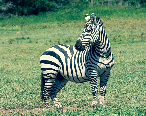 Close Zebra Meio Campo Verde Olhando Para Trás — Fotografia de Stock