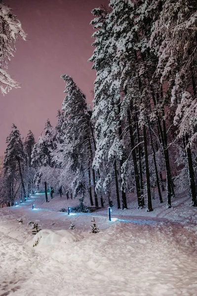 Vacker Utsikt Över Snötäckta Träd Skogen — Stockfoto