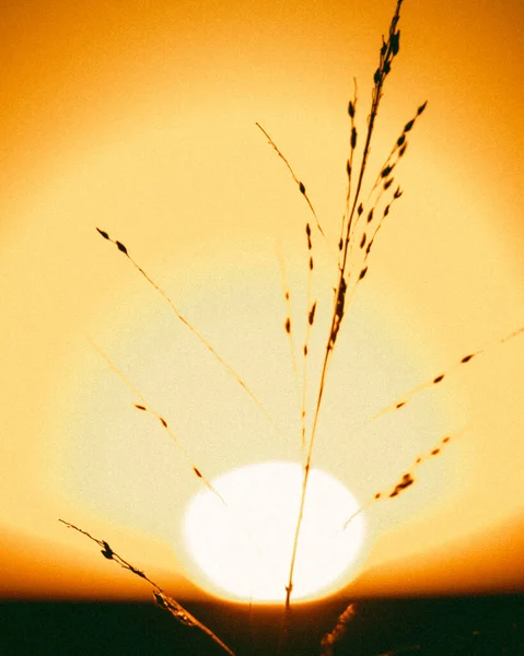 Una Silueta Una Planta Contra Cielo Brillante Colorido Atardecer —  Fotos de Stock