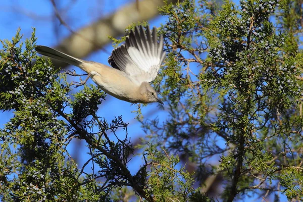 Selektivní Ostření Záběru Mockingbird Otevřenými Křídly — Stock fotografie