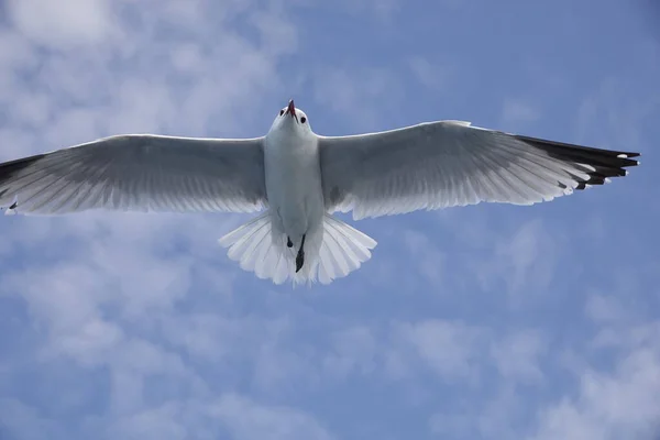Mediterranean Gull Flying Blue Sky — Stock Photo, Image