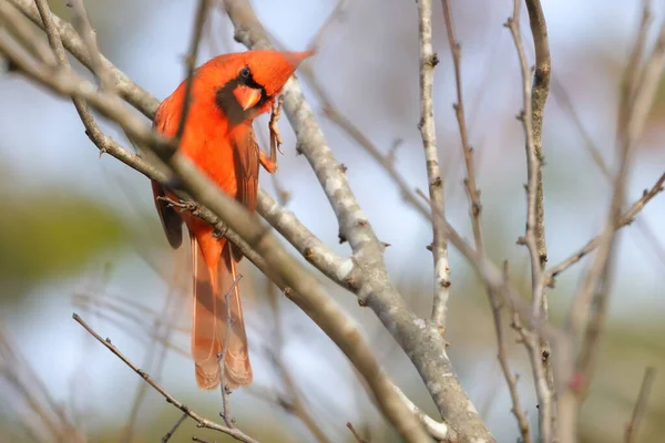 Mise Point Sélective Cardinal Rouge Perché Sur Une Branche — Photo