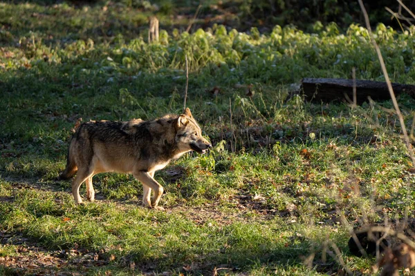 Una Vista Lateral Hermoso Lobo Caminando Bosque Soleado — Foto de Stock