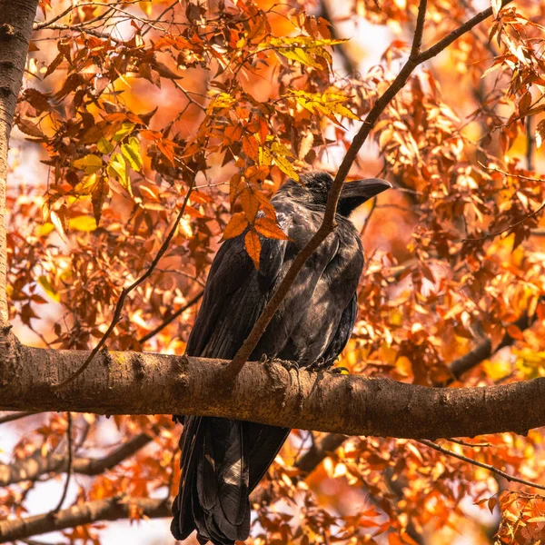 Ein Rave Auf Einem Baum Mit Herbstlaub — Stockfoto