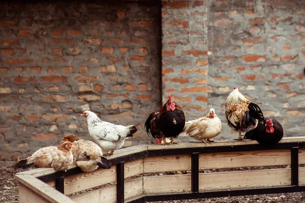 Güneşli Bir Günde Kümeste Bir Sürü Tavuk Kuş Var — Stok fotoğraf