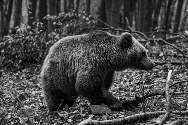 Egy Sekély Fókuszú Szürkeárnyalatú Felvétel Egy Grizzlyről Amint Őszi Leveleken — Stock Fotó