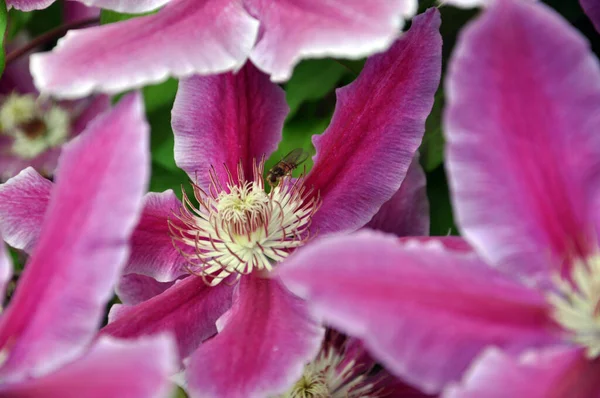 Close Belas Flores Couro Rosa Também Conhecido Como Clematis — Fotografia de Stock