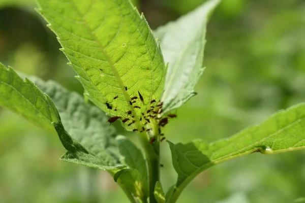 Eine Nahaufnahme Von Insekten Auf Grünen Blättern Einer Pflanze Auf — Stockfoto