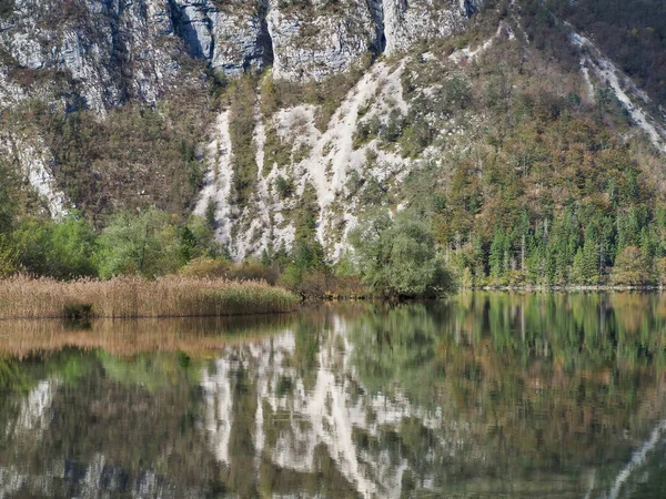 Природний Вигляд Озера Бохіндж Словенії Відображенням Дерев Гір Поверхні — стокове фото