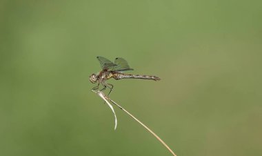 Bilindik bir yusufçuk bulanık bir arka planda bir bitkinin üzerine tünemiş.