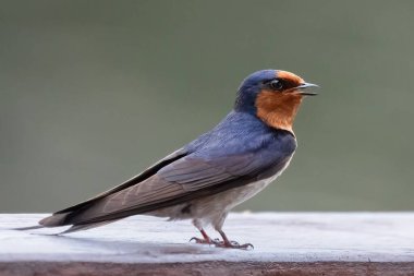 Beyaz bir yüzeye tünemiş çok renkli bir kırlangıç kuşu.