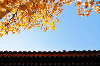 Çatının üstündeki renkli yaprakların alçak açılı görüntüsü, Sonbahar manzarası Yaz Sarayı, Pekin
