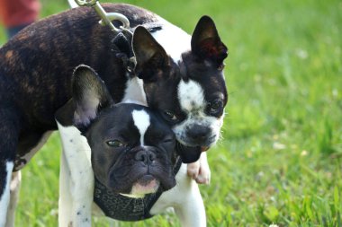 Siyah burunlu iki sevimli beyaz Fransız Bulldog yavrusunun yakın plan portresi.