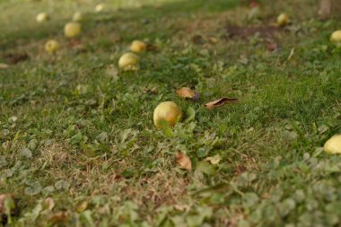 Bahçedeki yeşil çimlerin üzerine düşen elmaların yakın çekimi.