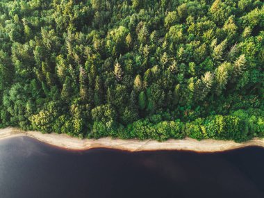 Süpürge Barajı 'ndaki yeşil sık ormanın kuş bakışı görüntüsü