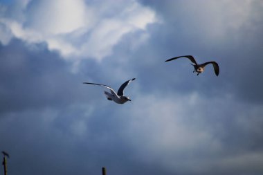 Bulutlu mavi bir arka planda uçan iki martı.