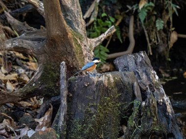 A closeup shot of a Varied tit (Sittiparus Varius) in a Japanese forest near Yokohama