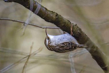 Yukarıya bakan bir ağacın dikey çıplak dalına tünemiş sıradan bir pikanın yakın çekimi