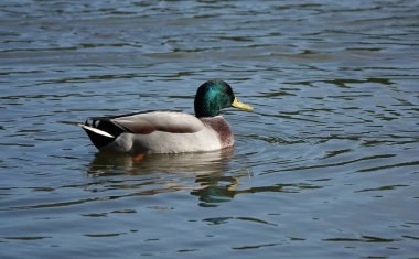 Gölde yüzen erkek yaban ördeği manzarası
