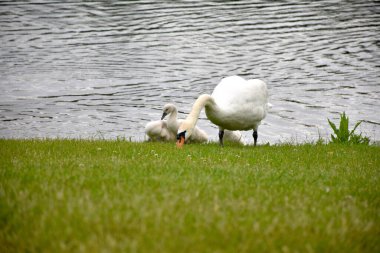Cygnetleriyle dilsiz bir kuğunun yakın plan çekimi.