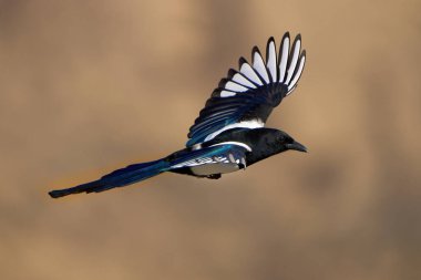Yakima Kanyonu, WA 'da bulanık bir arkaplanda uçan bir saksağanın yakın çekimi.