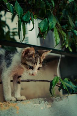 Bahçedeki çalıların altında şirin bir kedi yavrusunun dikey görüntüsü.