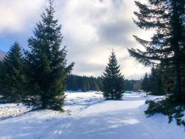 Soğuk bir kış gününde karla kaplı, yemyeşil bir ormanın manzarası.