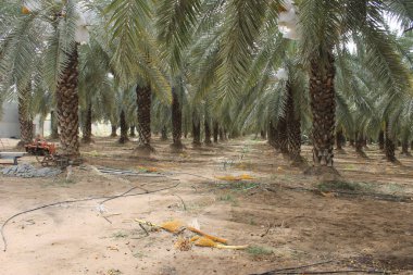 Ve hurma ağaçlarının tomurcukları.