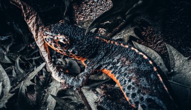 Yerde sürünen bir semender resmi.