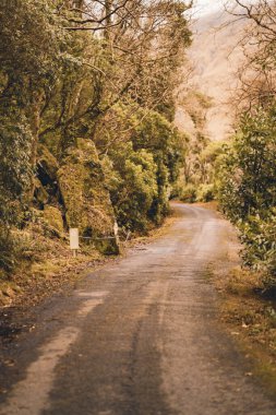 Ormanın ortasında uzun bir yolun manzarası.