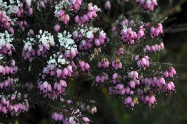 Heather Carnea 'nın Baharı