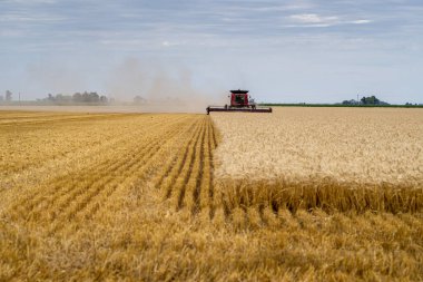 Buğday tarlasında hasat makinası.