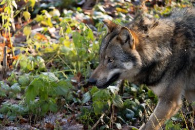 Güneşli ormanda uzaktan bakan güzel bir kurdun yan görüntüsü.