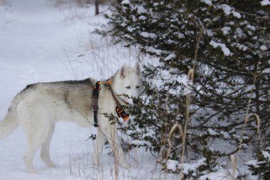 Karlı bir parkta bir laykanın yakın çekimi.