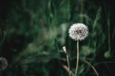 Bulanık yeşil arka planda bir karahindibanın yakın çekimi