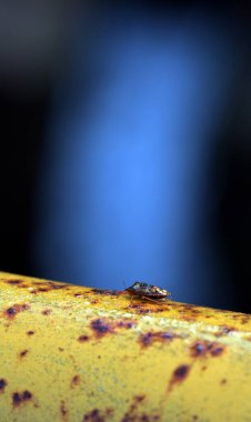 Paslı bir tüpteki böceğin dikey yakın çekimi.