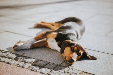 Güneşli bir günde yerde yatan güzel ve sevimli tembel bir köpeğin yakın çekimi.