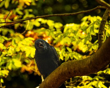 Bir dala tünemiş büyük gagalı bir karga.