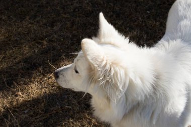 Beyaz İsviçreli Shepard, beyaz köpek portresi ve güneş ışığı