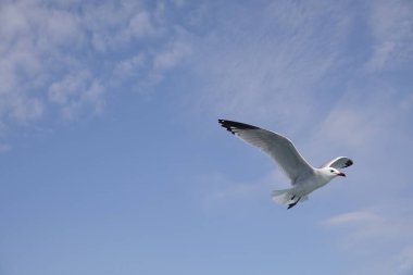 Mavi gökyüzünde uçan Akdeniz martıları