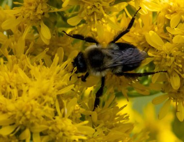 Sarı çiçekte uçan bir sineğin makro görüntüsü.