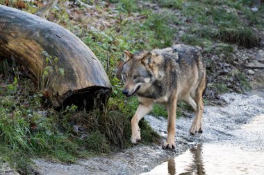 Güzel gri bir kurt ormanda izleyiciye doğru tek başına yürüyor.