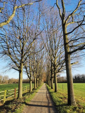 Güneşli bir günde kırsal bir sokakta dikey çekim.